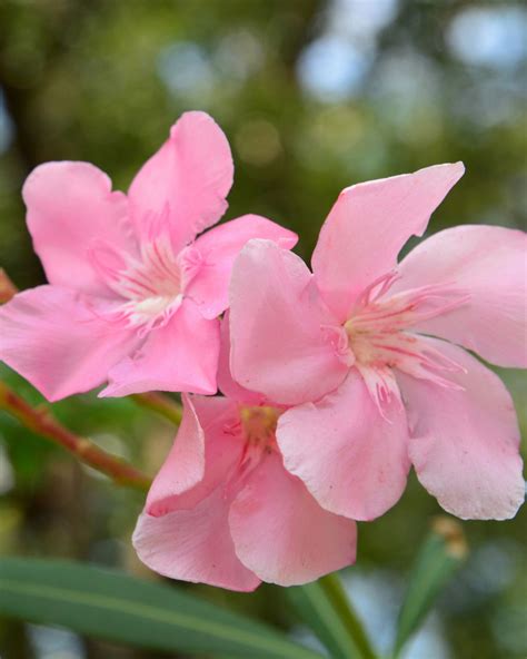 Dwarf Oleander Varieties