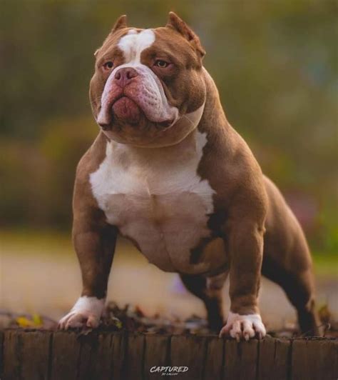 Fatos relevantes sobre o American Bully Pocket - American Bully Pocket