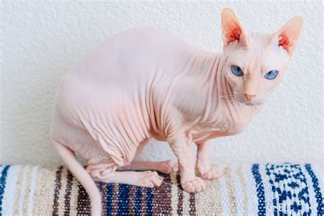 10 Best Hairless Cat Breeds for a Unique Pet Pal