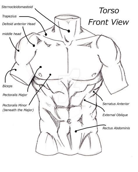 Art - Tutorials and Inspiration | Body sketches, Drawing people, Body reference drawing