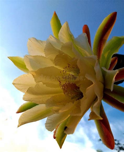 Orange Yellow Pitaya Flower or Cactus with Blue Sky. Stock Image - Image of leaf, pitaya: 271605209