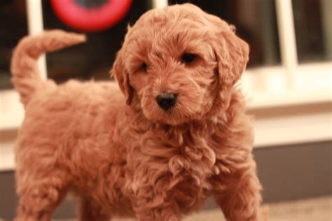 Labradoodle Puppies For Adoption Florida | librodelpasado