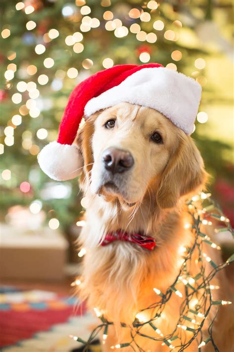 Golden Retriever Puppies Christmas Wallpaper