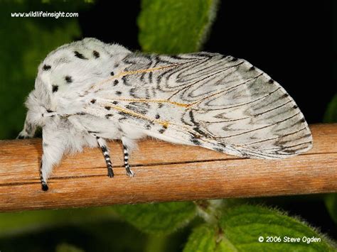 The Puss moth and caterpillar ( Cerura vinula) | Wildlife Insight