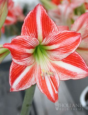 Ambiance Amaryllis | Holland Bulb Farms | 92147