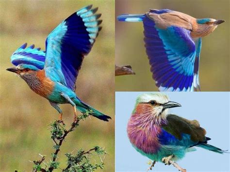 Beautiful Pictures Of Neelkanth Bird - सावन में नीलकंठ की खूबसूरत तस्वीरें देख आप भी कह उठेंगे ...