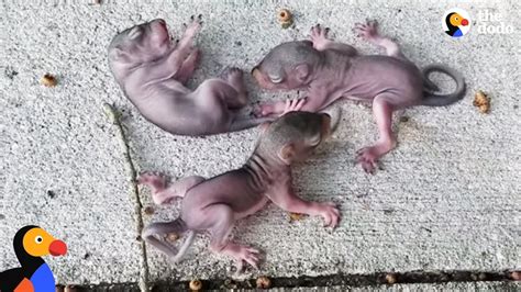 Squirrel Mom Rescues Her Crying Babies Who Fell From Their Nest | The ...