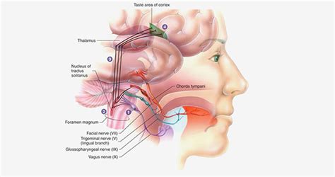 PoNS medical device development - Today's Medical Developments