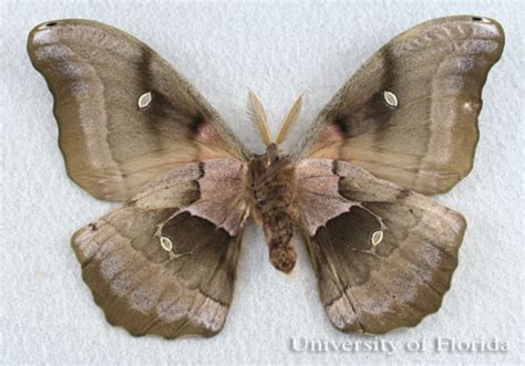 polyphemus moth - Antheraea polyphemus (Cramer)