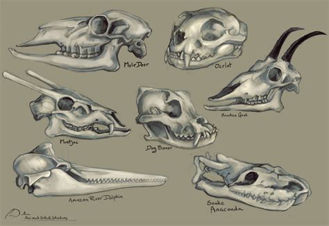 Animal Skulls Study by charfade on DeviantArt