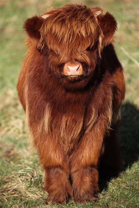 Cute-Baby-Highland-Cattle-Calves Baby Farm Animals, Baby Cows, Cute Little Animals, Cute Funny ...