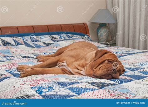 Wrinkled Dogue De Bordeaux Lying on the Bed Stock Image - Image of ...