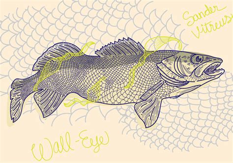 Walleye Vector at Vectorified.com | Collection of Walleye Vector free for personal use