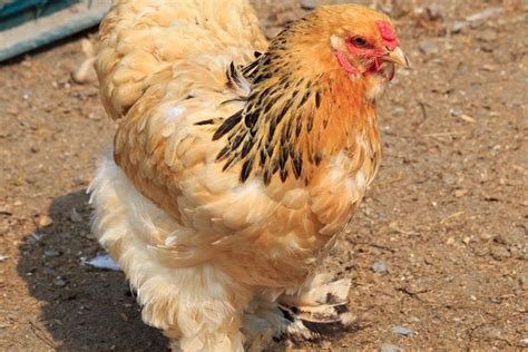 Cochin Chicken: Breed Profile And Complete Care Guide (2023)