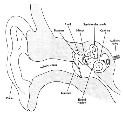 Label Diagram Of Human Ear Labeled Diagram Of Human Ear – Anatomy Human | Ear anatomy, Human ear ...