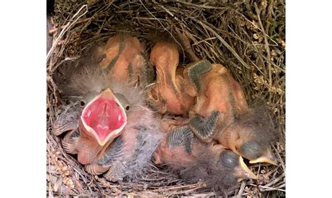 Cowbird chicks do best with two warbler nest mates—not four, not zero ...