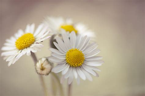 Daisy Wallpapers - Top Free Daisy Backgrounds - WallpaperAccess