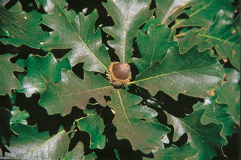 Native Bur Oak Named Plant Of The Year By The Garden Club Of America