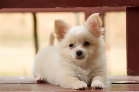 Chó Pomeranian Trong Ly: Đáng Yêu Không Tì Vết