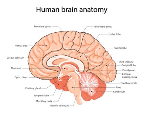 Human Brain Anatomy Images - Free Download on Freepik