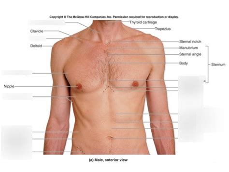 1: Surface Anatomy, Referred Pain and the Abdominal Wall Diagram | Quizlet