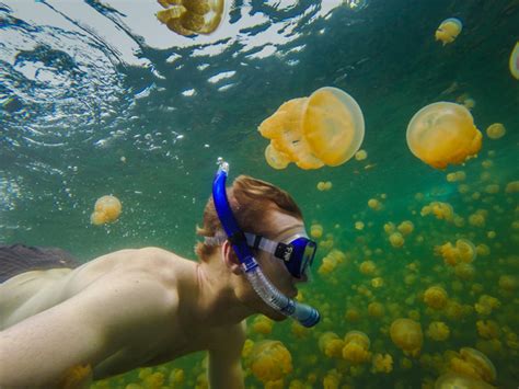 Swim Amongst Scads of Jellyfish in the Mystical World of Palau