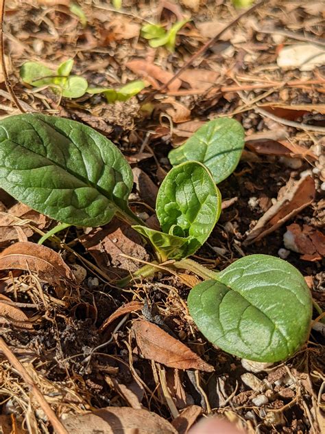 Spinach Seeds – Sandia Seed Company