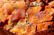 Petrified Wood Free Stock Photo - Public Domain Pictures