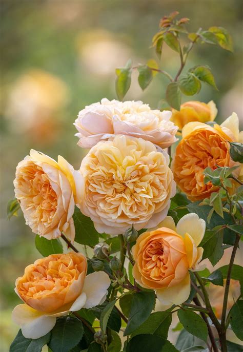 Rosa BRING ME SUNSHINE (‘Ausernie’) Rose Hedge, Scent Garden, Shrub Roses, Perfect Pots, David ...