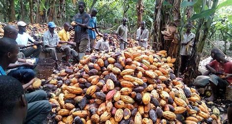 Ghana's cocoa sector to receive $600 million to increase production