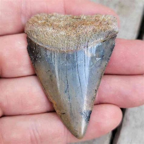 Fossil Great White Shark Teeth | Sharksteeth.com