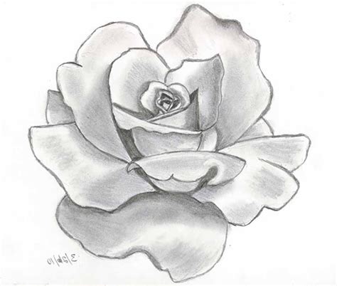 Flower Drawings With Pencil | Best Drawing Sketch Ideas | drawings ...