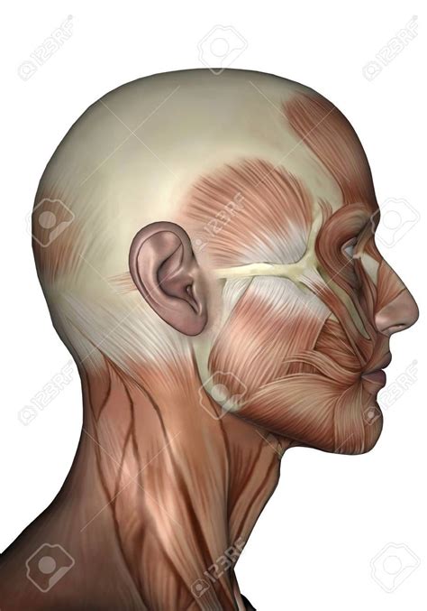 Temple Anatomy - Anatomy Reading Source