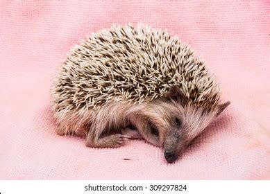 2,205 Hedgehog sleeping Images, Stock Photos & Vectors | Shutterstock