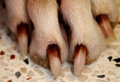 Dog Toenail Fungal Infection - Nail Ftempo