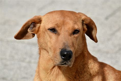 Image libre: belle, chien, oreille, yeux, Fourrure, tête, jaune orangé, Portrait, mignon, chien ...