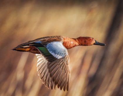 The Cinnamon Teal: Nature's Stunning Red-Feathered Ducks Uncovered