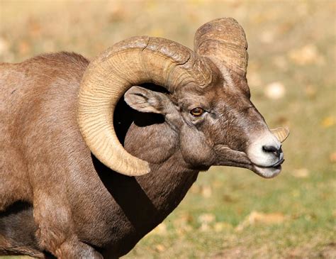 Big Boy Horns Photograph by Larry Kniskern