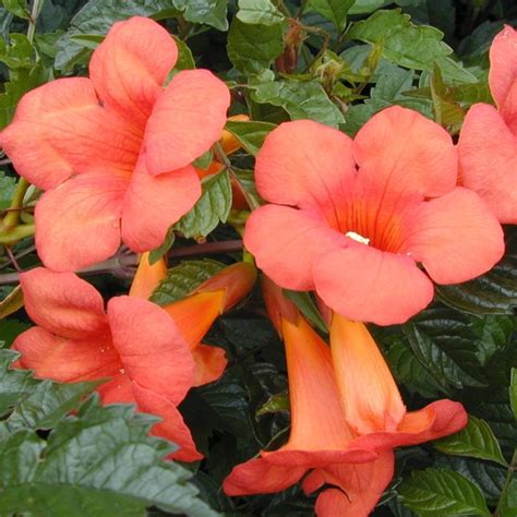 Campsis radicans 'Flamenco' Red Trumpet Vine - Plants4Home