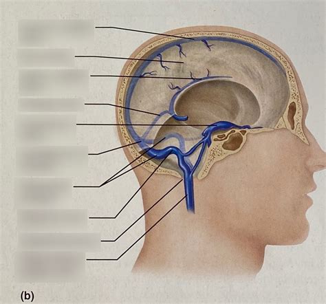 Veins of the Brain Diagram | Quizlet