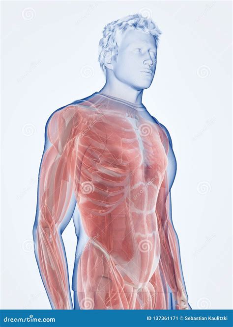 The Male Muscle System Stock Illustration | CartoonDealer.com #137360896