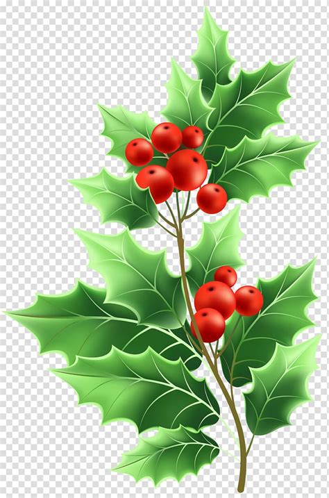 Mistletoe clipart holly branch, Mistletoe holly branch Transparent FREE for download on ...