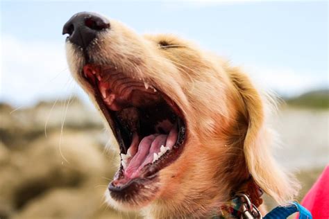 11 Different Types of Dog Barking (With Translations) - PetHelpful