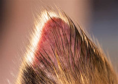 Scabs On Dogs Ears | tunersread.com