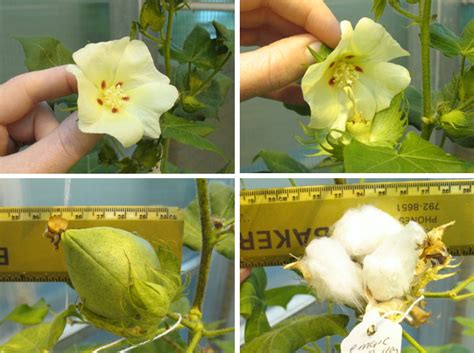 Making a cotton plant easier to harvest, more profitable | News