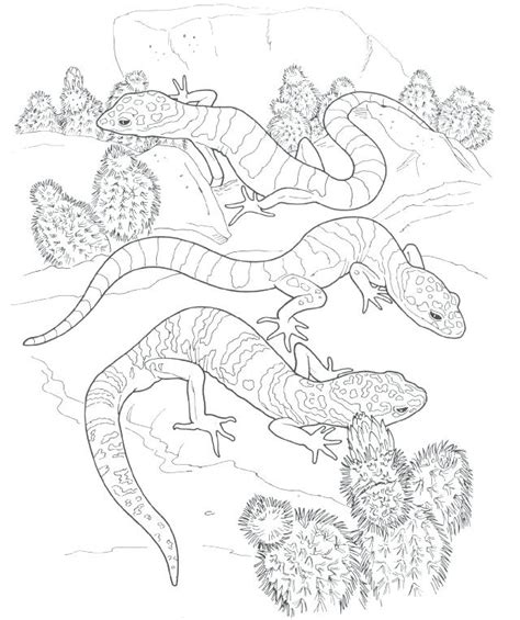 Gecko Coloring Pages - Best Coloring Pages For Kids