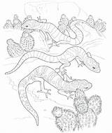 Gecko Coloring Pages  Best For Kids sketch template