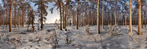 Russian Winter Forest 360 Panorama | 360Cities