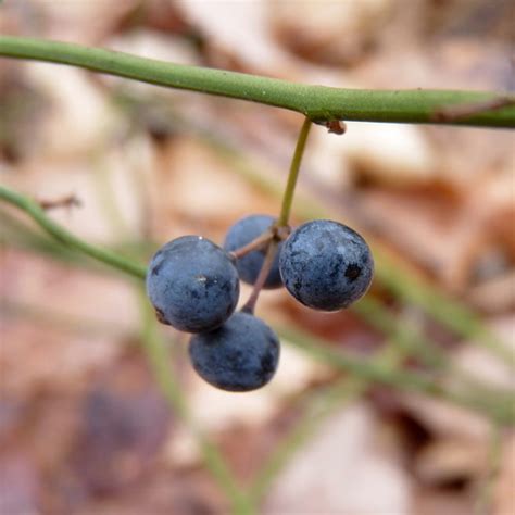 Greenbrier berries | Dendroica cerulea | Flickr