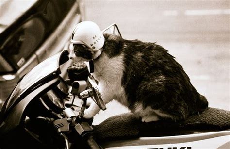 Funny animals, Funny cute cats, Riding motorcycle